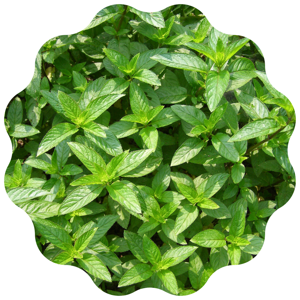 Peppermint Herbal Tea Organic
