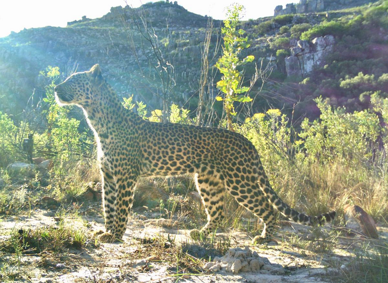 Whispers in the Fynbos: How Rooibos Farms Protect the Cape Leopard