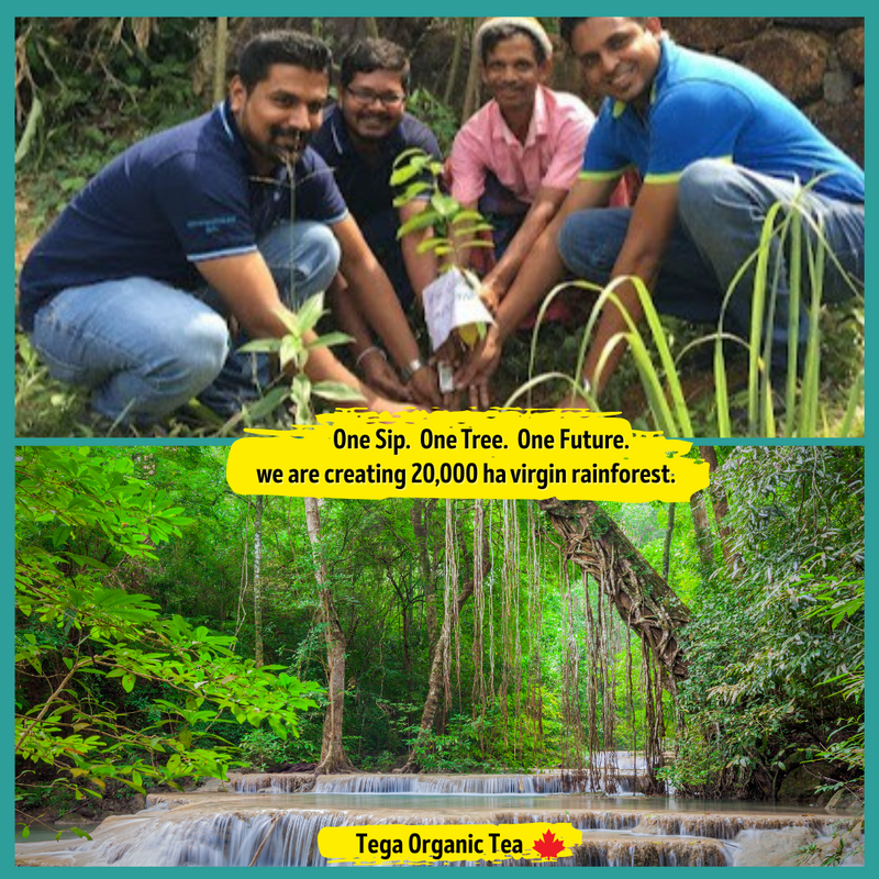 Sipping Tea, Growing Forests: How Tega Tea Supports Rainforest Restoration