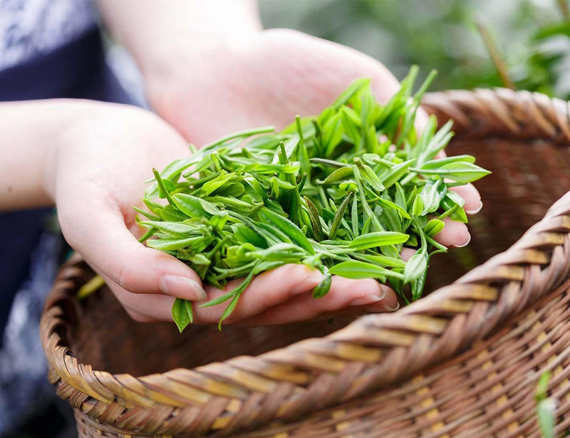 Ethical Indulgence: Discover the Sustainable Luxury of M21 Teas