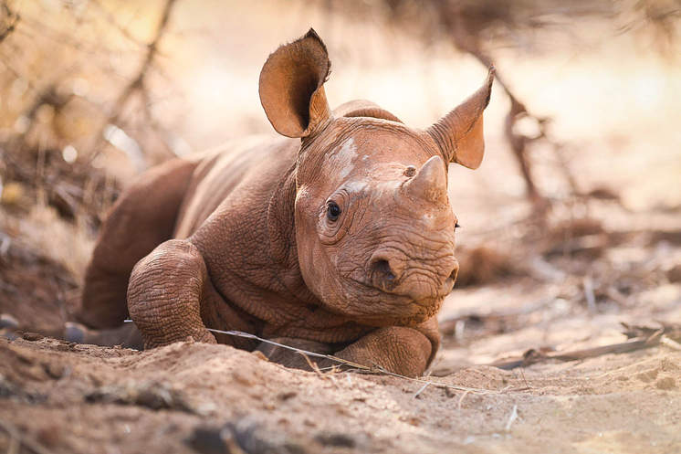 Support an orphaned Rhino in Africa