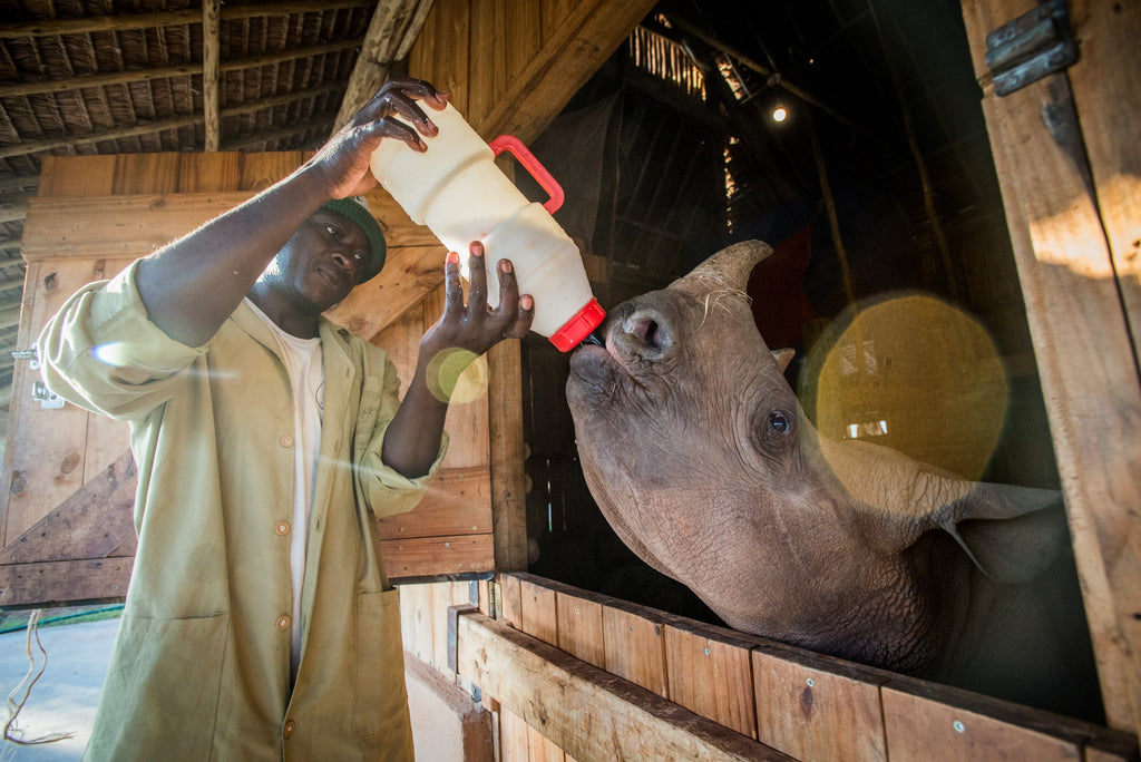 Support an orphaned Rhino in Africa