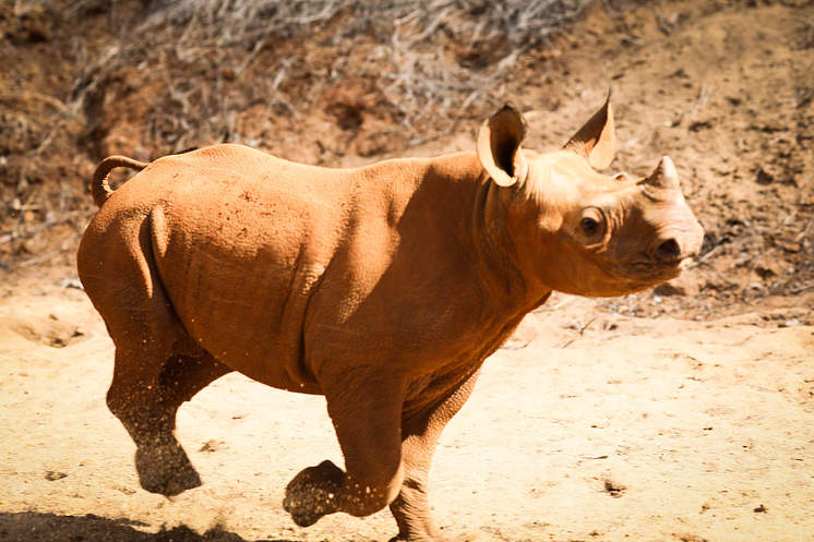 Support an orphaned Rhino in Africa