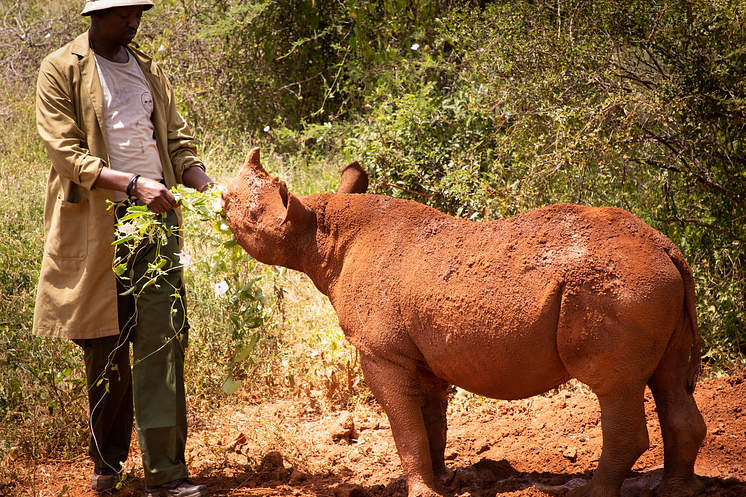 Support an orphaned Rhino in Africa